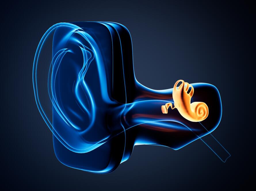3D illustration of the inner ear and cochlea representing balance and vestibular rehabilitation at Gardner Physical Therapy and balance center