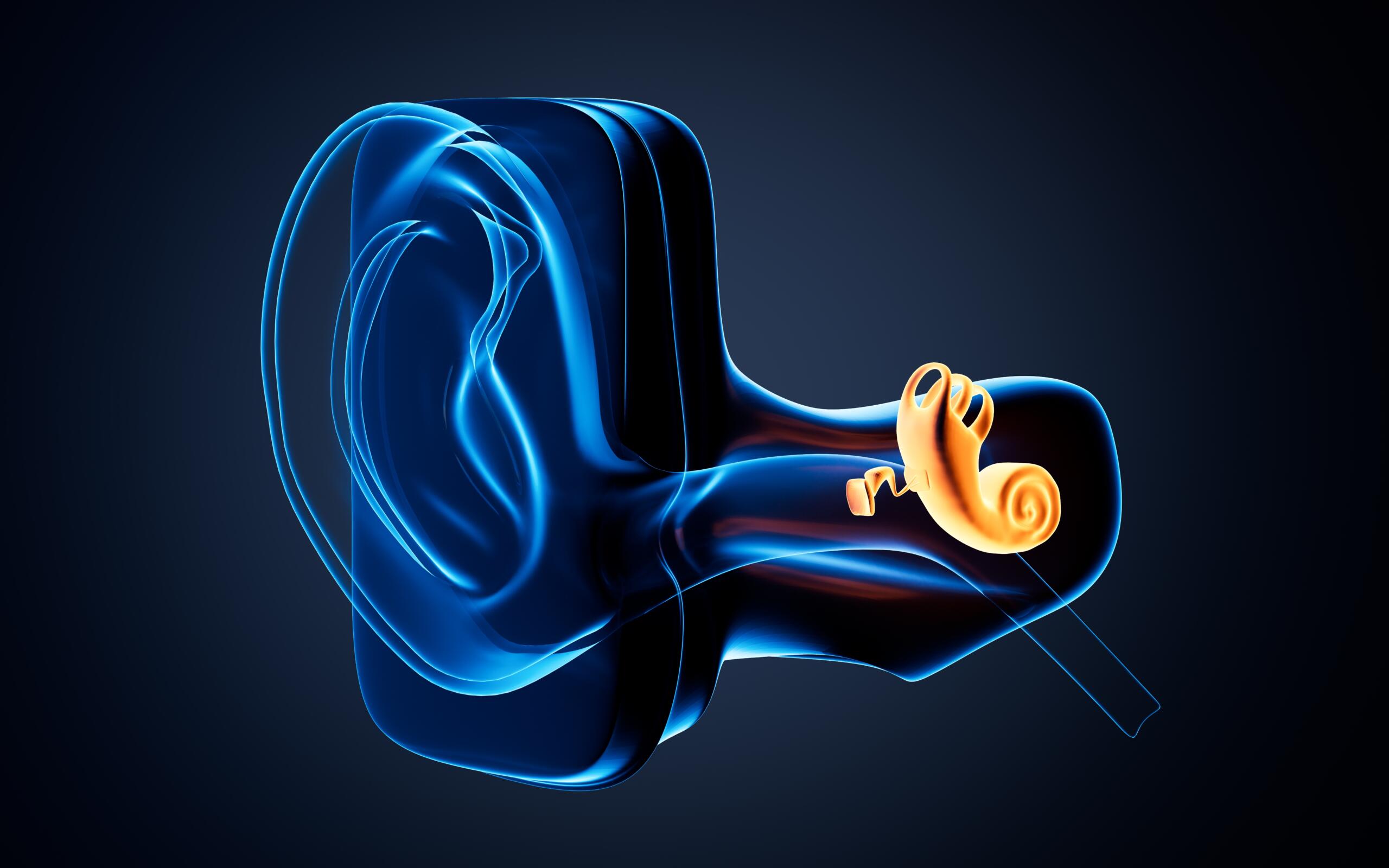 Human,Auditory,System,,3d,Rendering.,3d,Illustration. - Gardner Physical Therapy 3D illustration of the inner ear and cochlea representing balance and vestibular rehabilitation at Gardner Physical Therapy and balance center